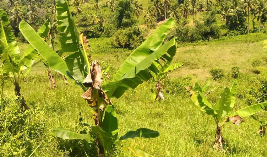 globalonerealty-tagjaguimitfarmlot-nagacebu-agricultural-lotforsale-view2